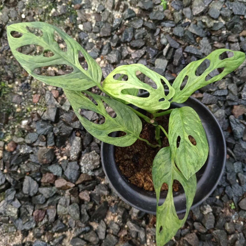 Monstera Adansonii Variegated