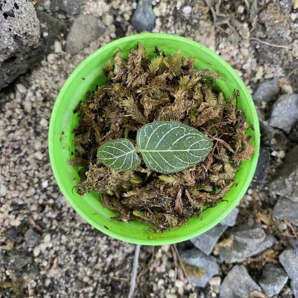 Argostemma sp. Sumatra