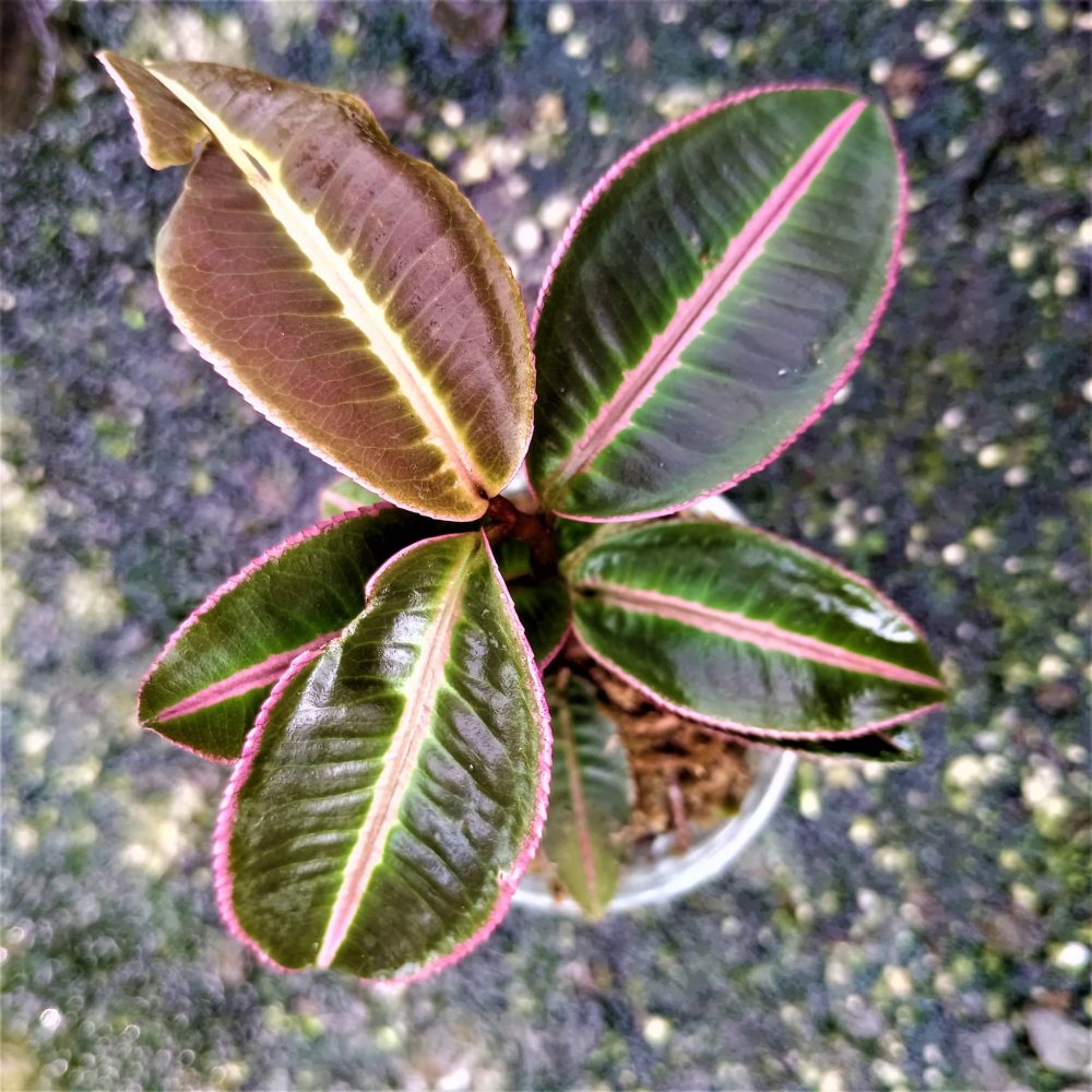 Labisia Pumila Pink Sumatra