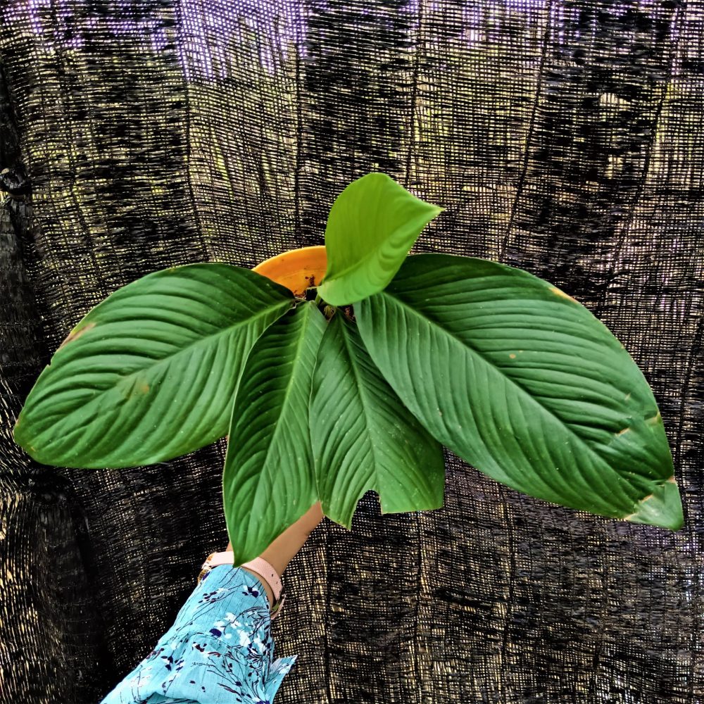 Homalomena Punctulata