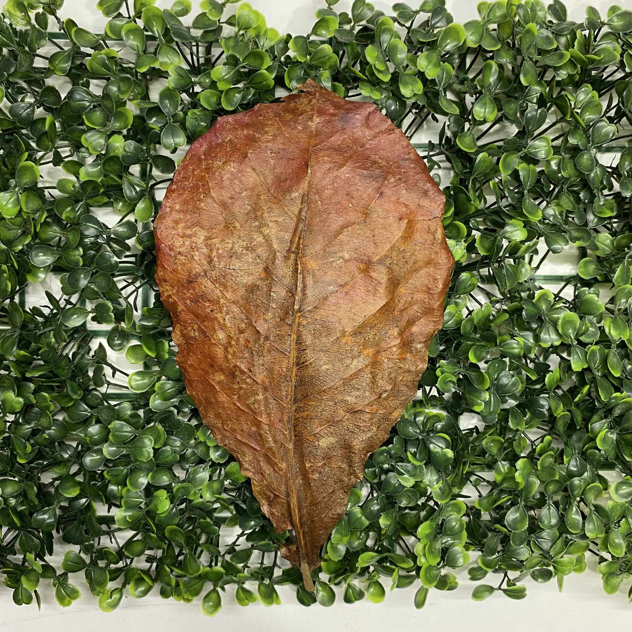 Dried Borneo Catappa Leaves Grade A Borneo Aquatic dried-borneo-catappa-leaves-grade-a-borneo-aquatic