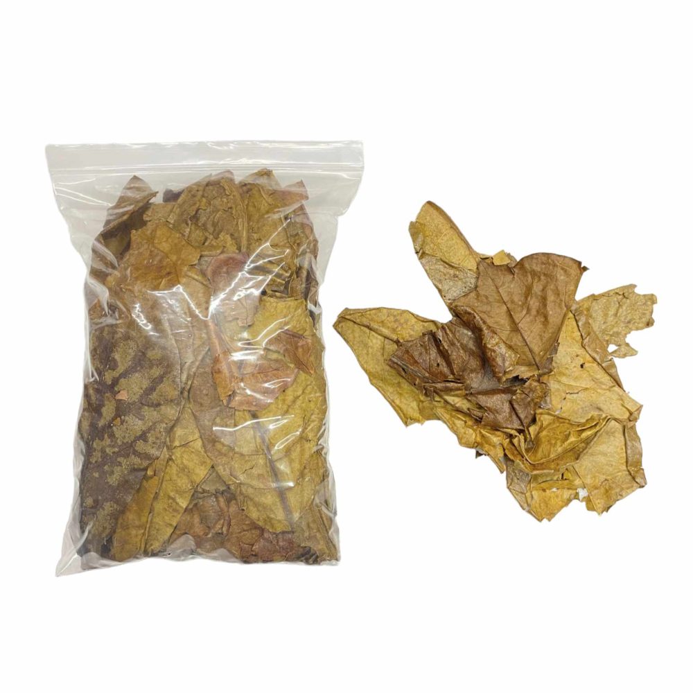 Dried Borneo Catappa Broken Leaves
