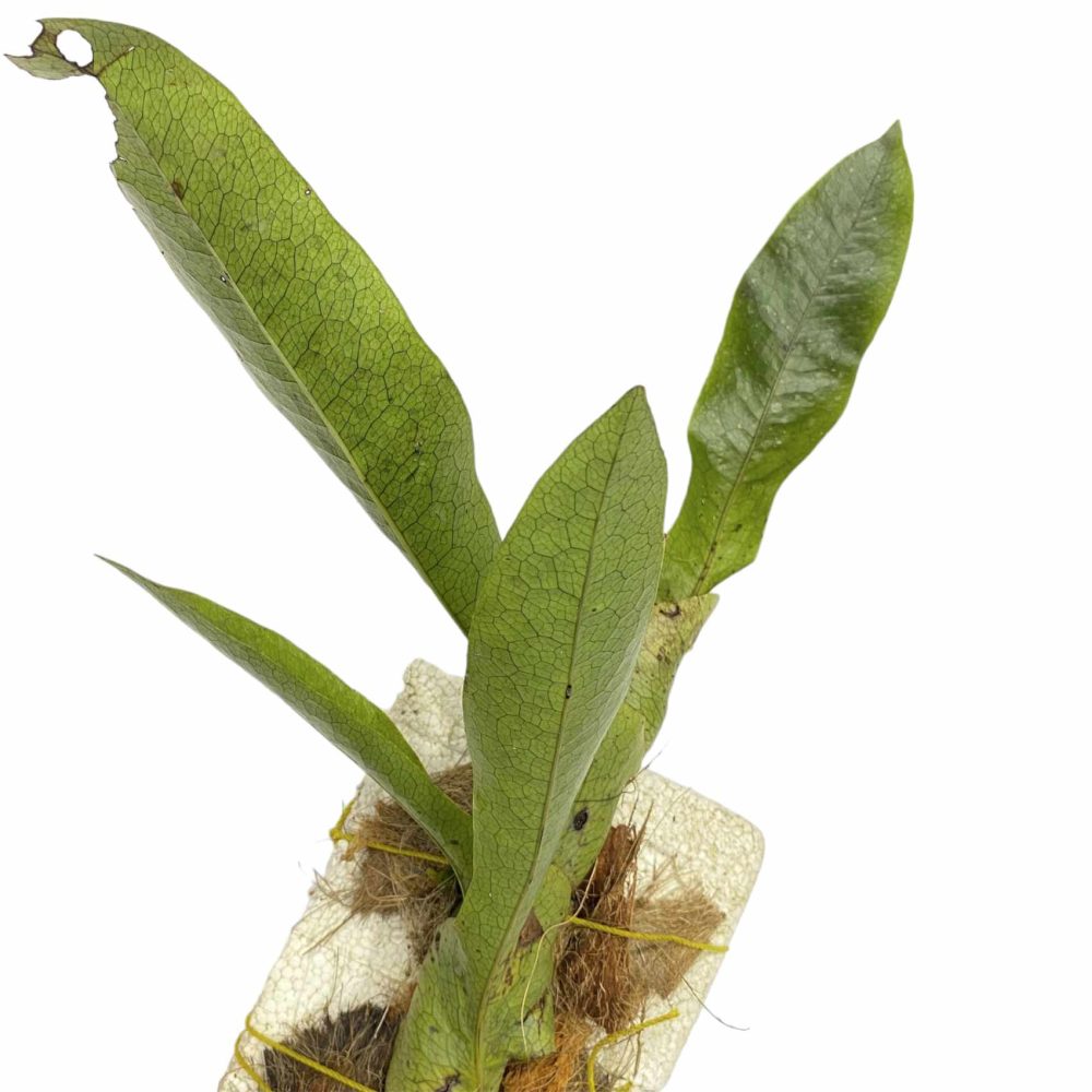 Lecanopteris Linguiformis