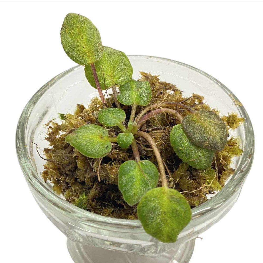 Gesneria sp Round