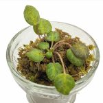 Gesneria sp Round