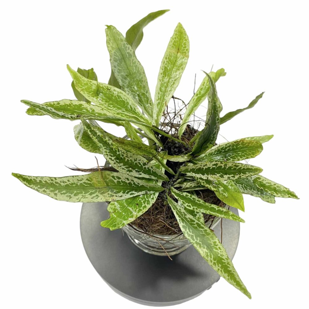 Microsorum Silver Storm