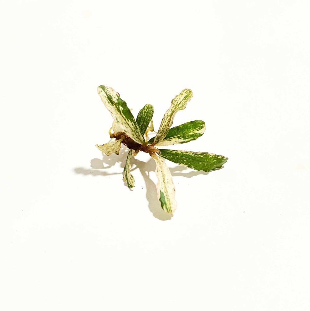 Variegated Bucephalandra