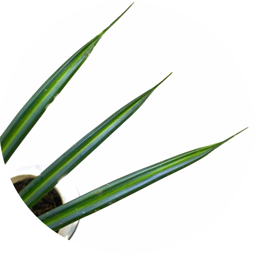 Mapania