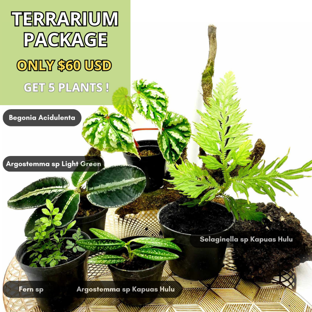 Terrarium Package