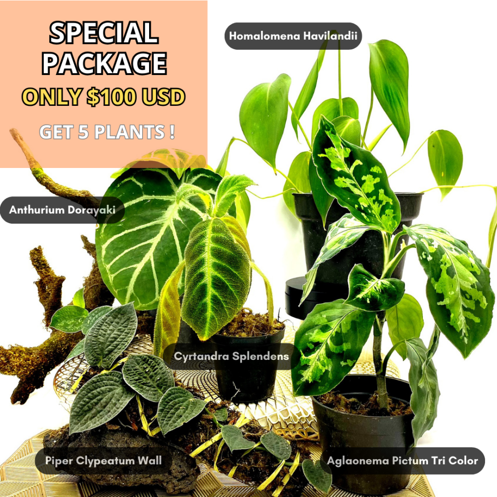 Special Package