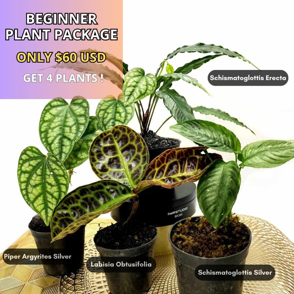 Beginner Plant Package