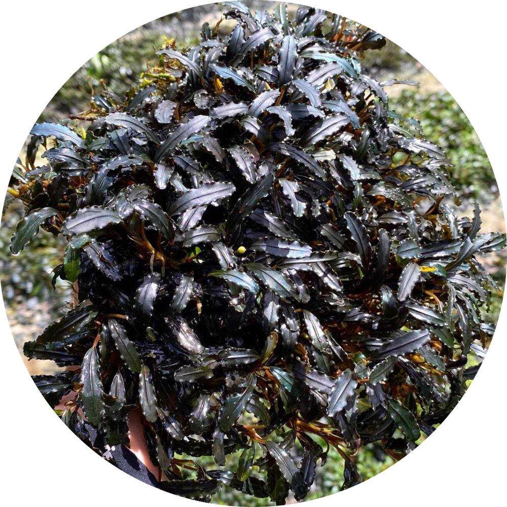 Bucephalandra Clump Type