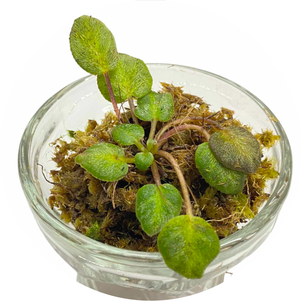 Gesneria