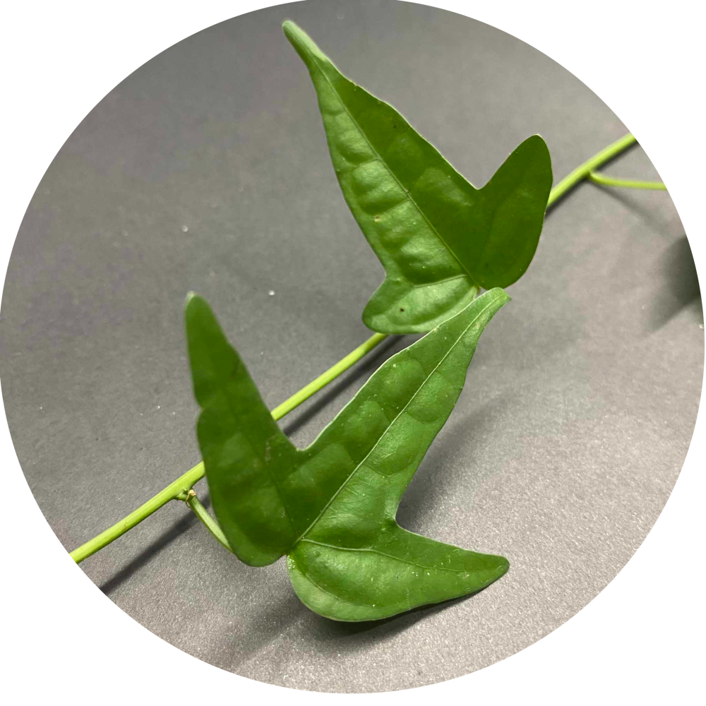 Adenia