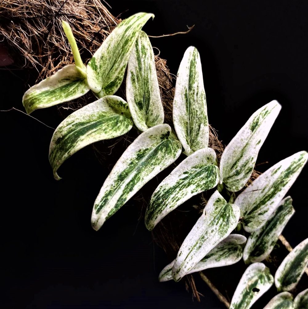 Rhaphidophora Tenuis Variegated