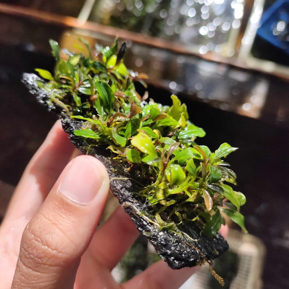 Venus (On Pakis Wood)