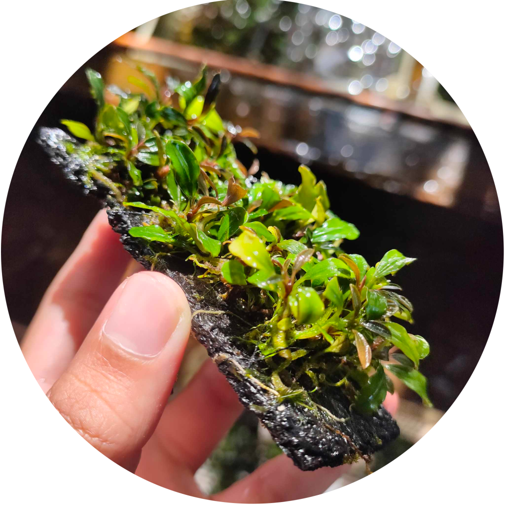 Bucephalandra On Media