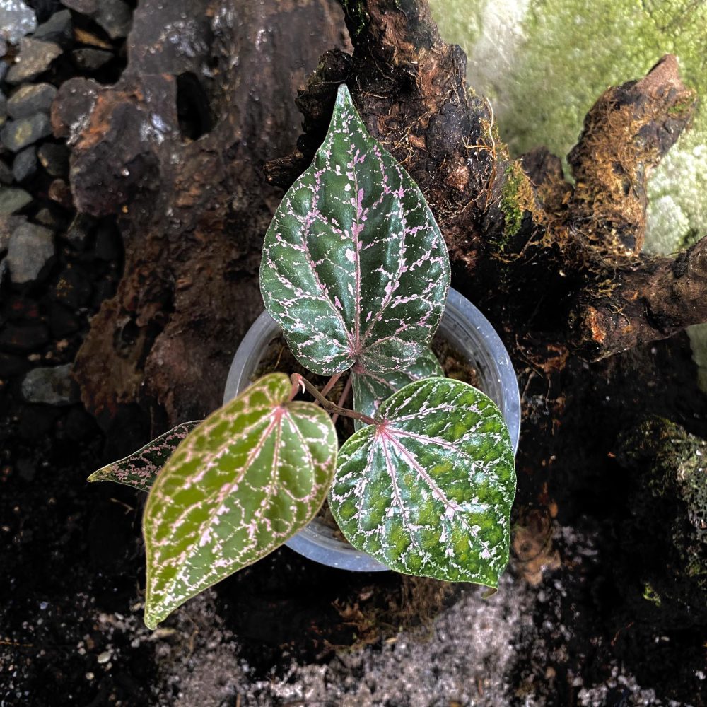 Piper Ornatum (Crocatum)