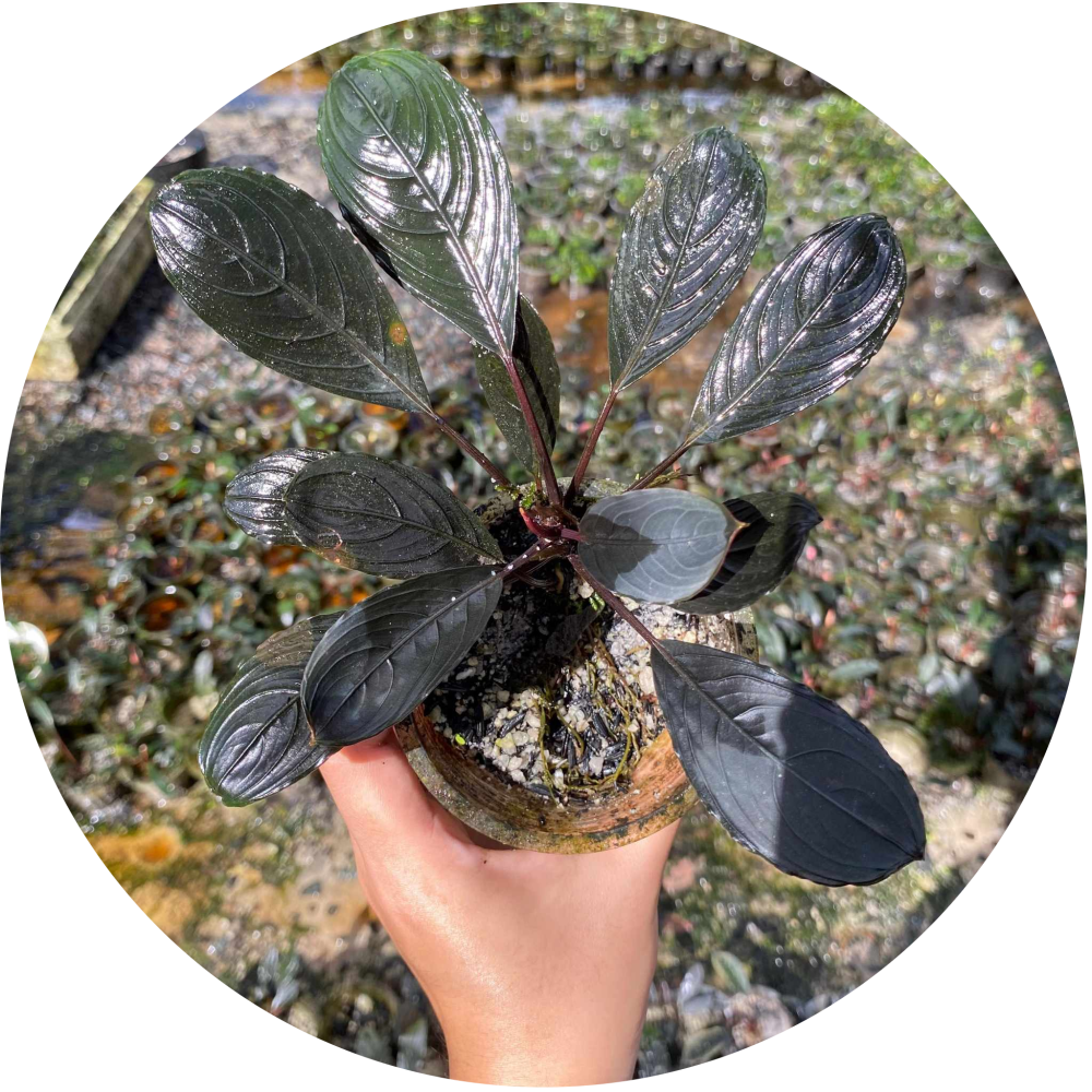Bucephalandra Species and Single Loose