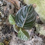 Aglaonema Rotundum