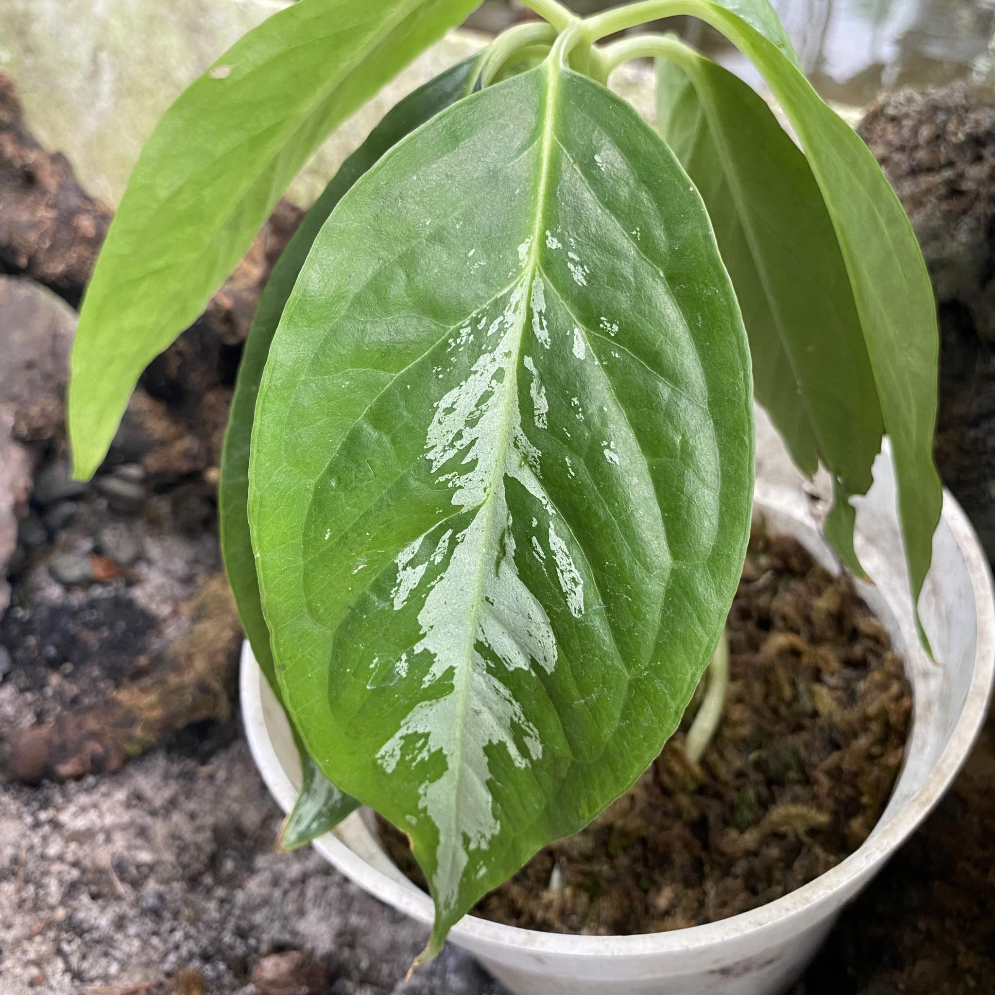 Arisaema Filiforme Borneo - Image 2