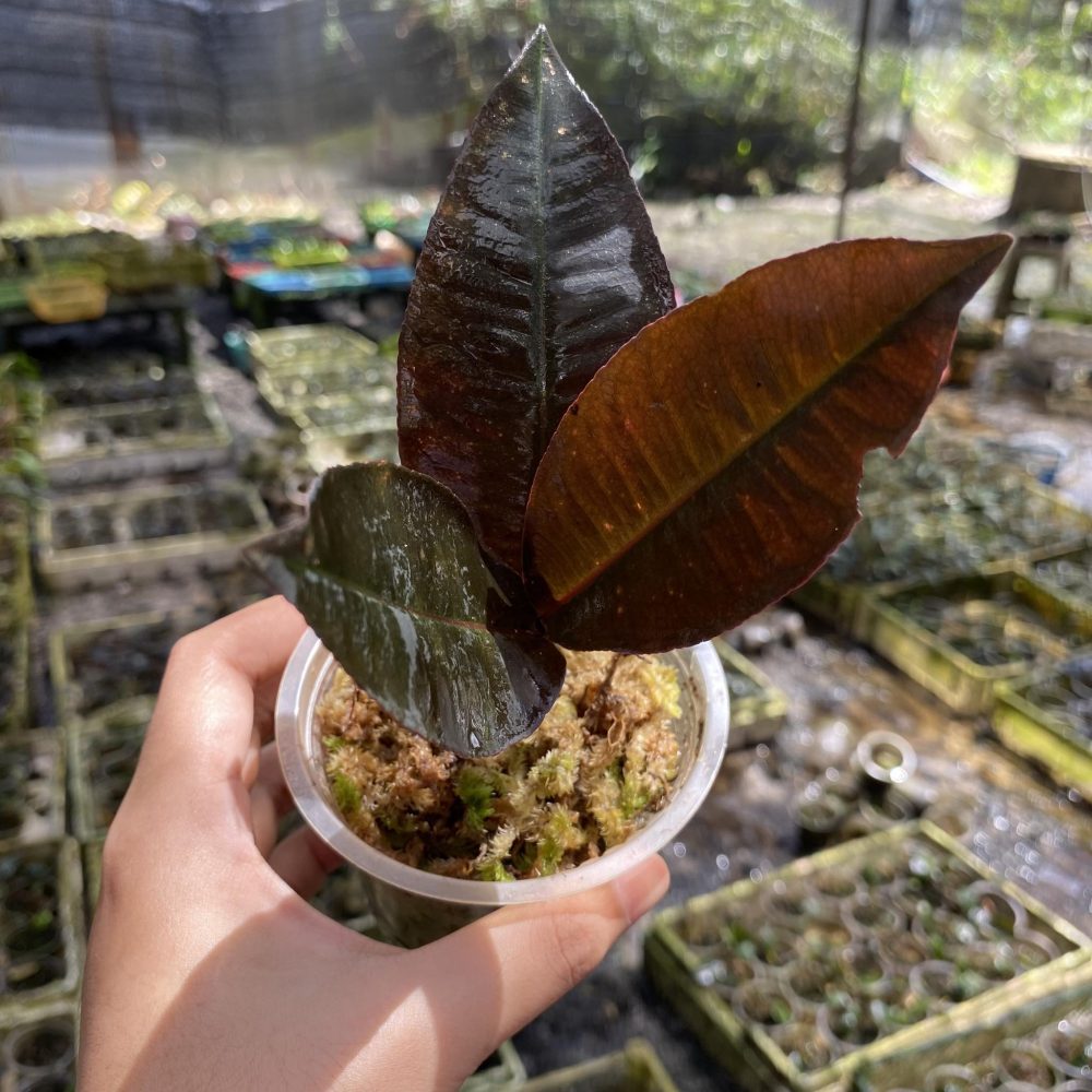 Labisia Posthumusiana Sunarno. (Labisia Dark Leaf)
