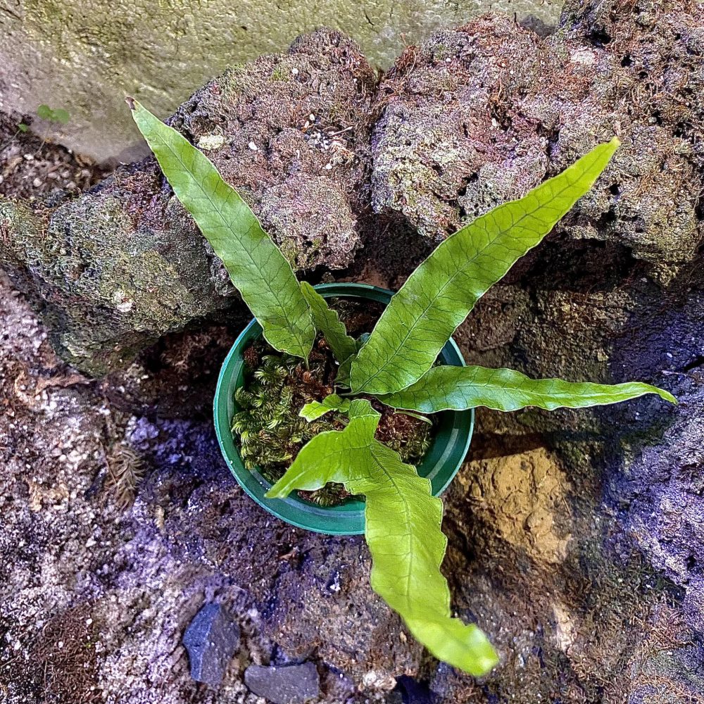 Microgramma Squamulosa