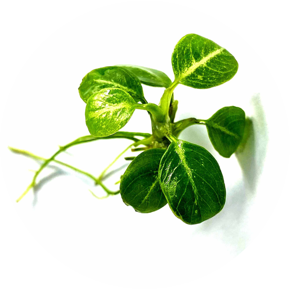 Other Aquatic Plants