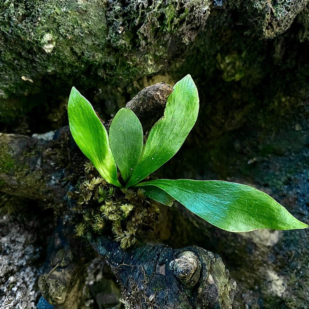 Fern sp Borneo