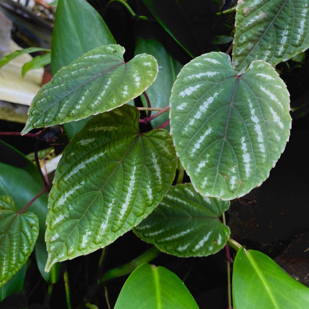 Cissus Discolor