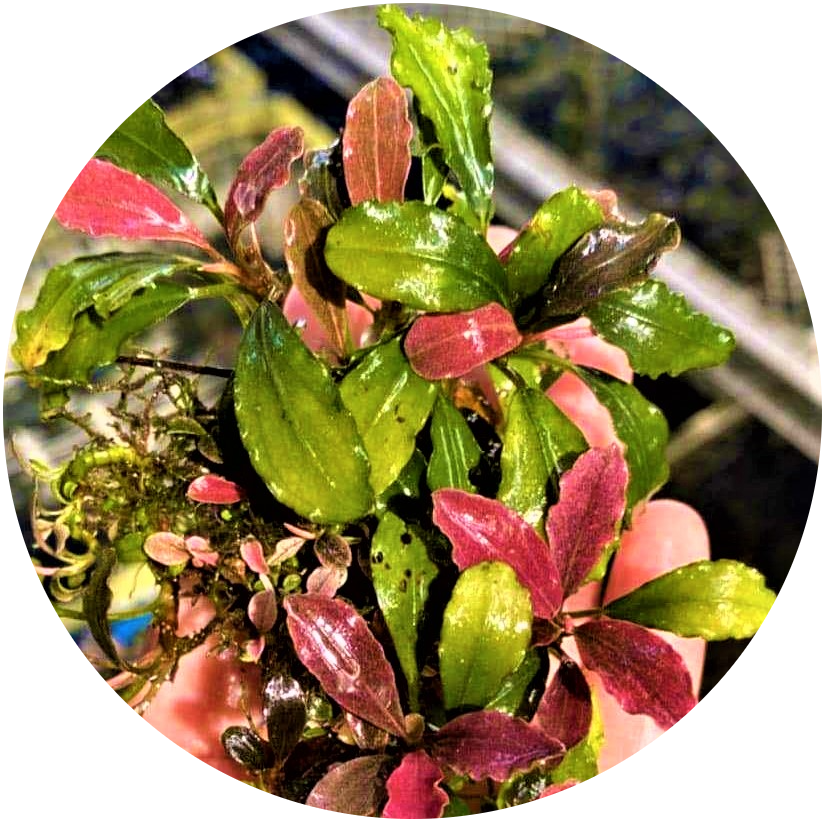 Ultra Rare Bucephalandra