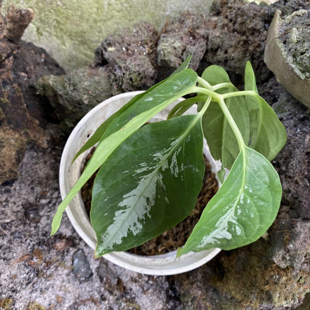 Arisaema Filiforme Borneo