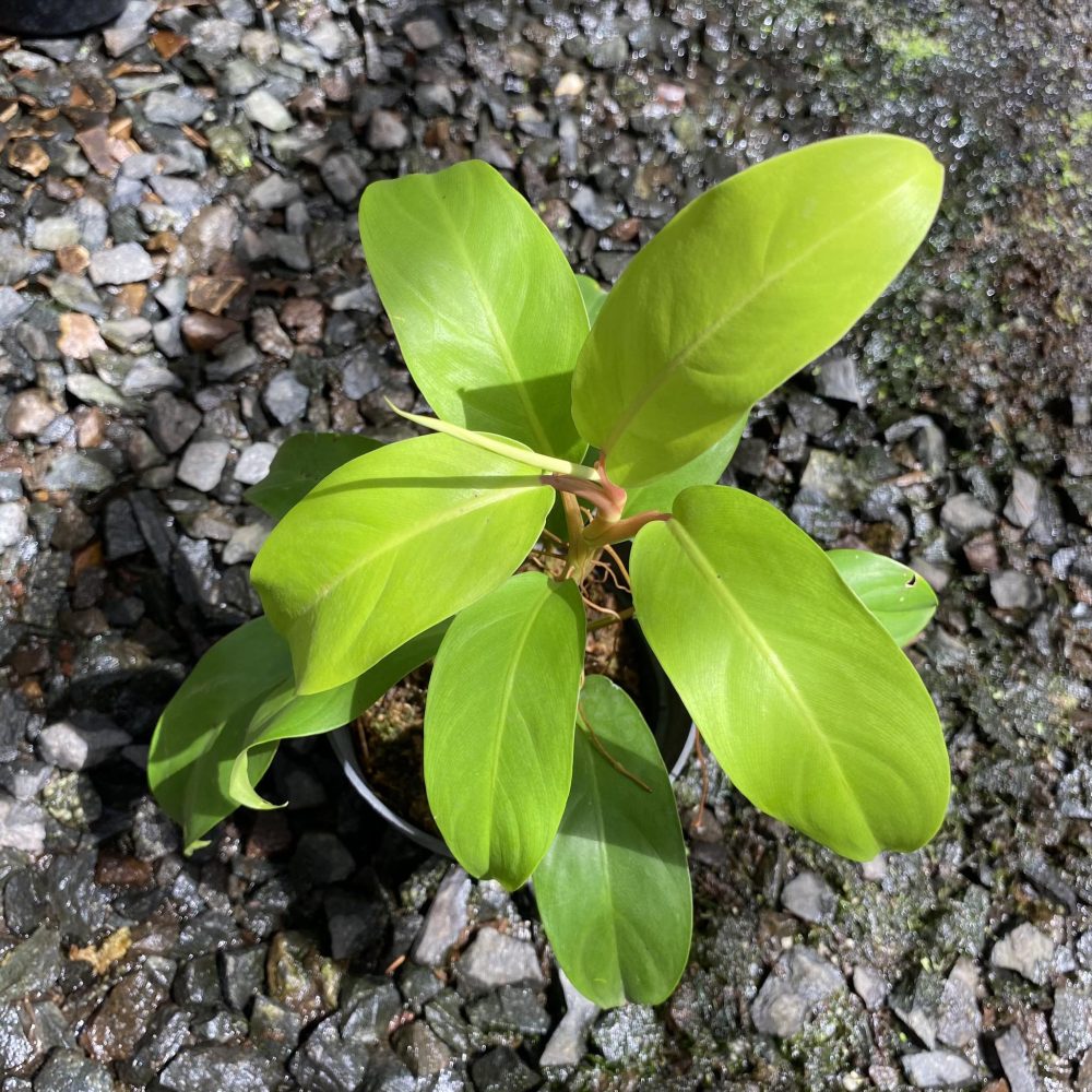 Philodendron sp. Moonlight