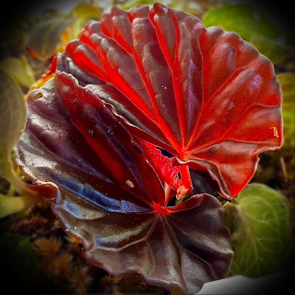 Begonia Black Blood