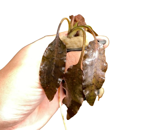 Cryptocoryne Briliant Rosa