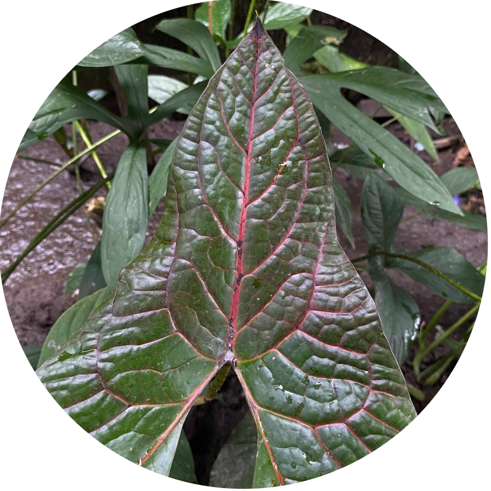 Cyrtosperma