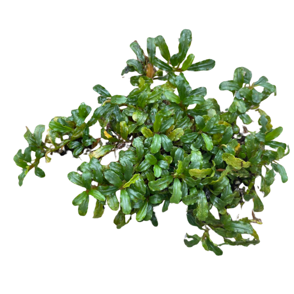 Bucephalandra Silver Aurora