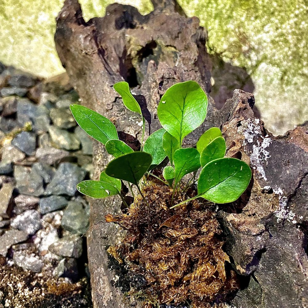 Pyrrosia sp Sumatra