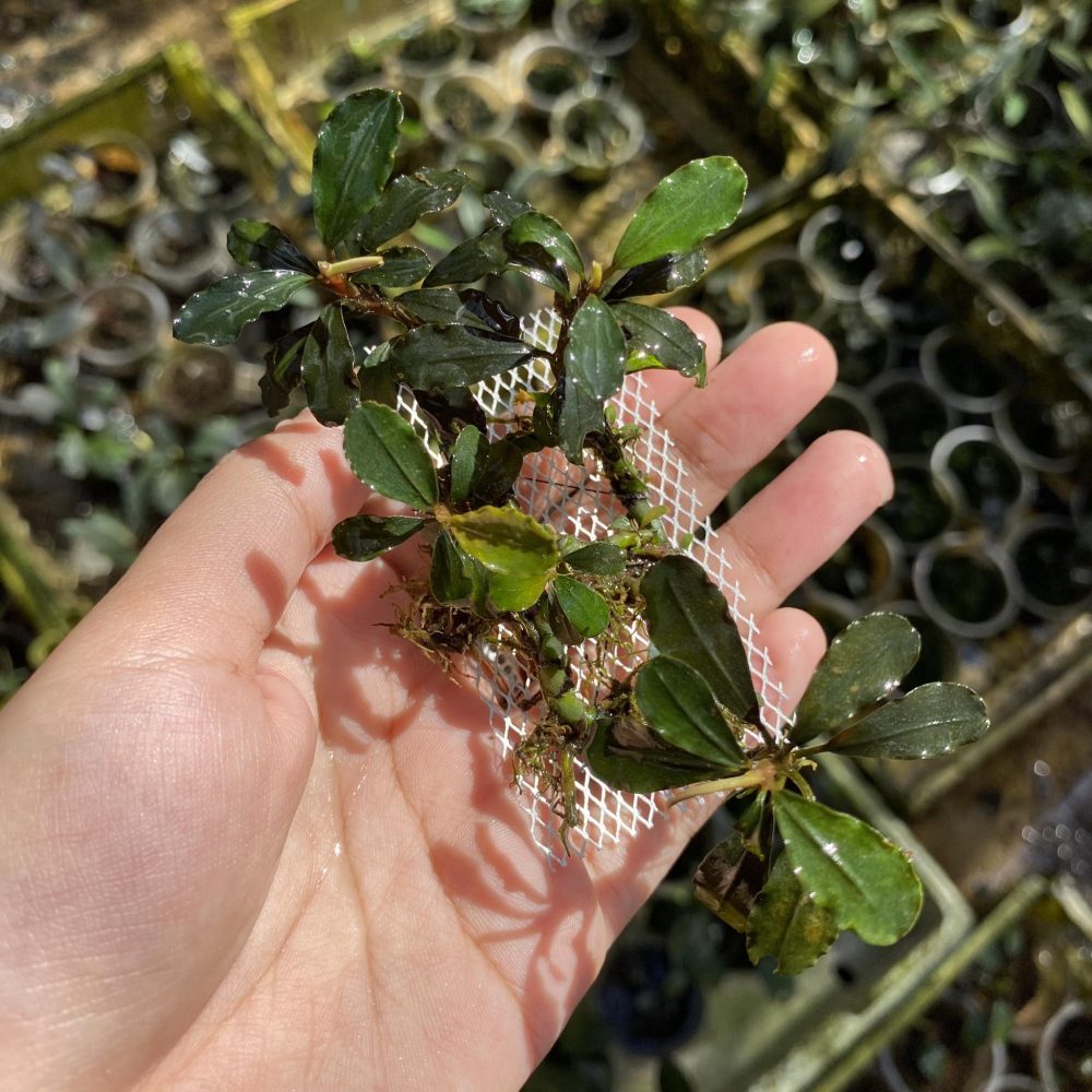 Brownies (On The Mesh)