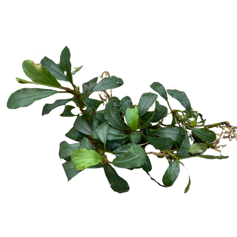 Bucephalandra Silver Powder