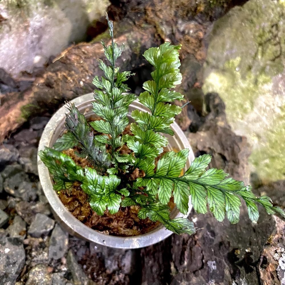 Trichomanes Javanicum