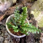 Trichomanes Javanicum