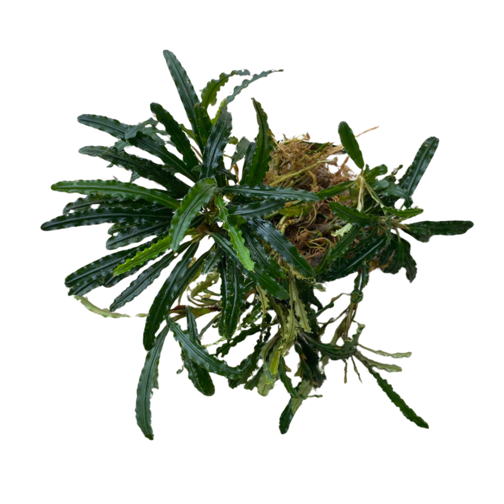 Bucephalandra Velvet