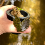 Cryptocoryne Schulzei