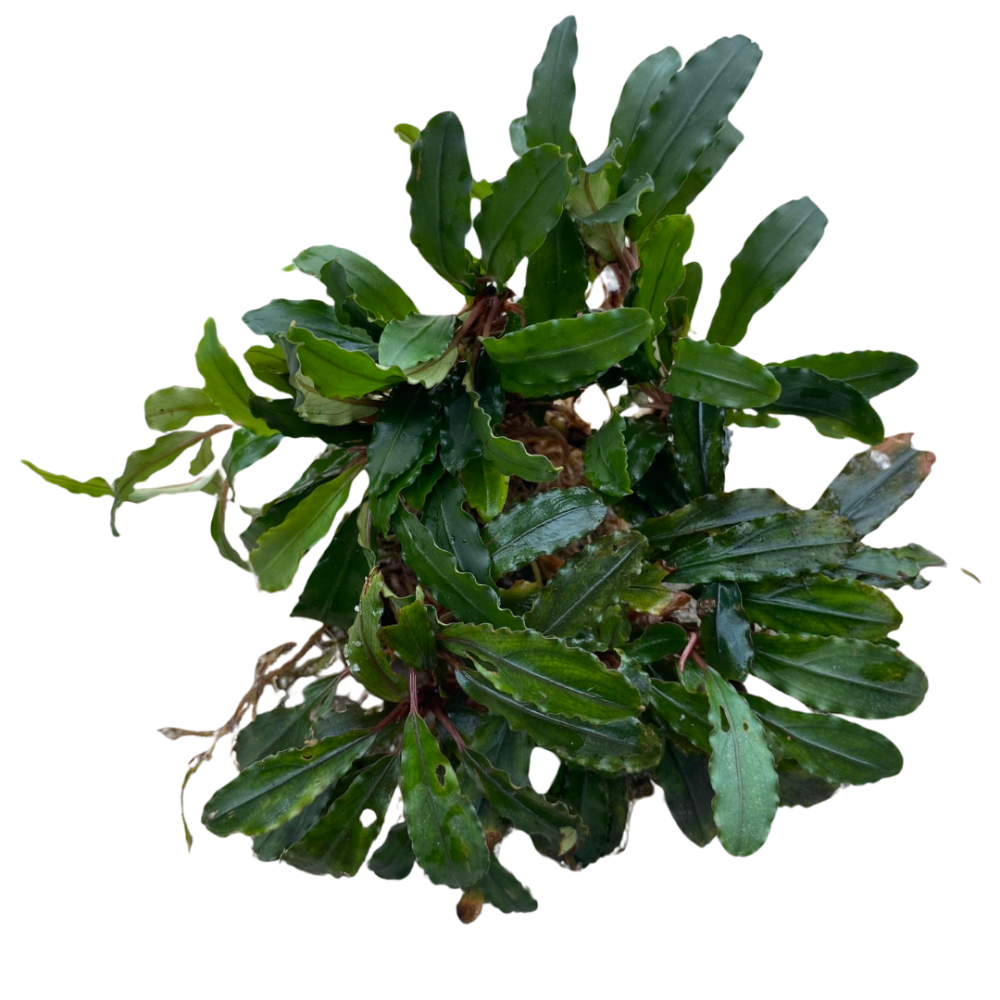 Bucephalandra Wavy Leaf