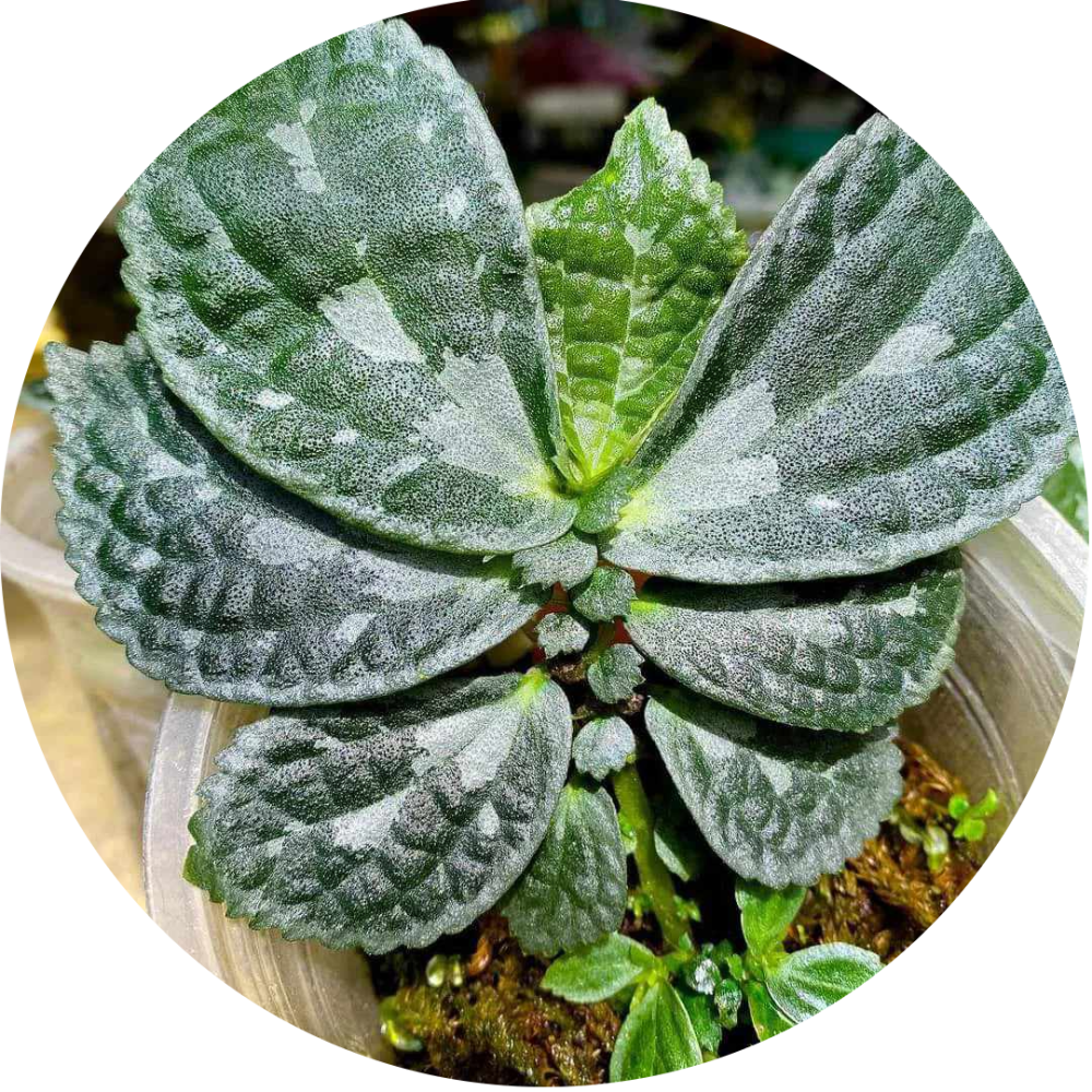 Elatostema