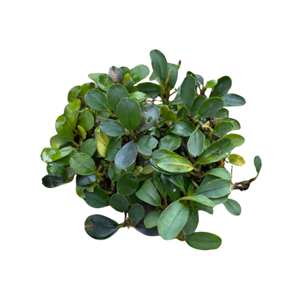 Bucephalandra Mini Venus