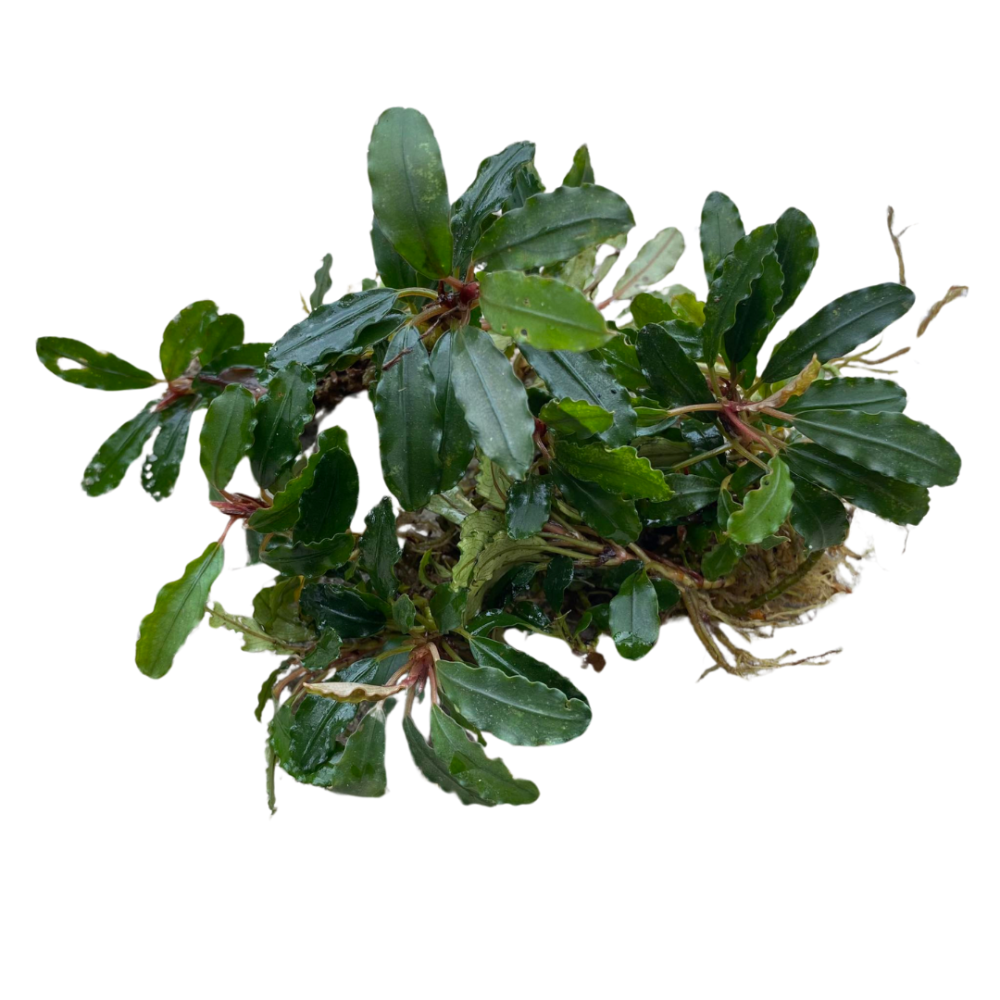 Bucephalandra Super Blue