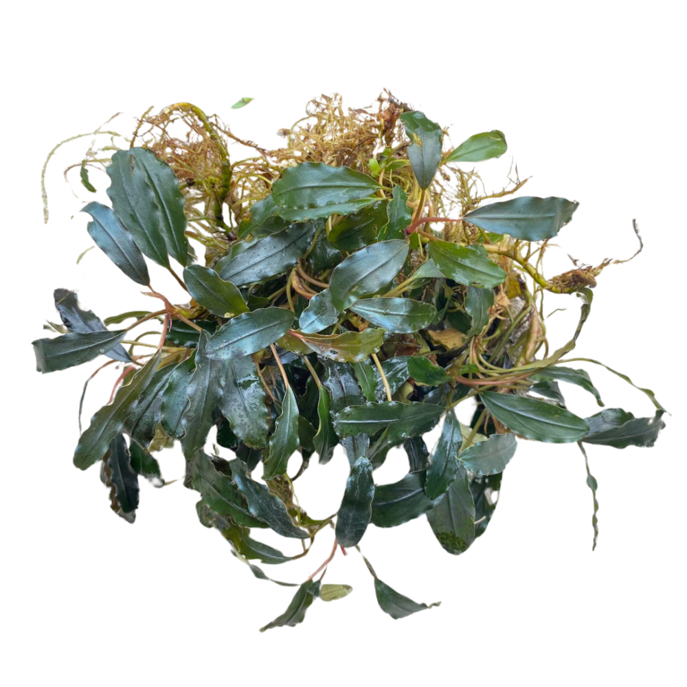 Bucephalandra Godzilla