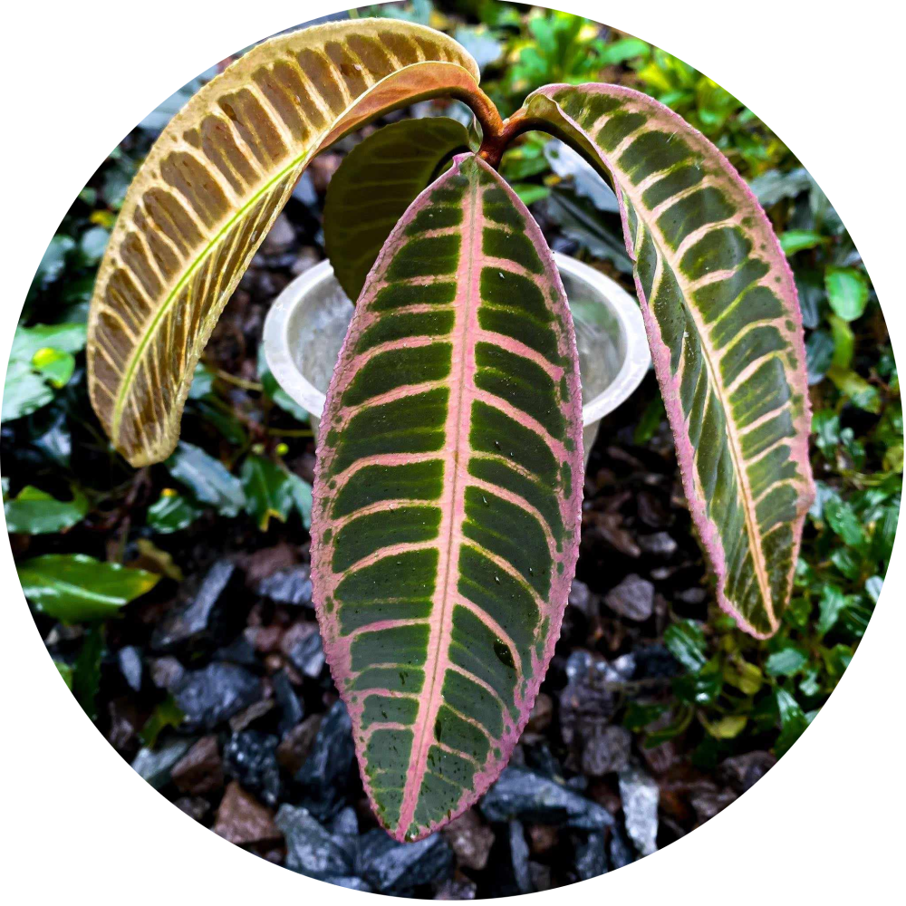 Emblemantha